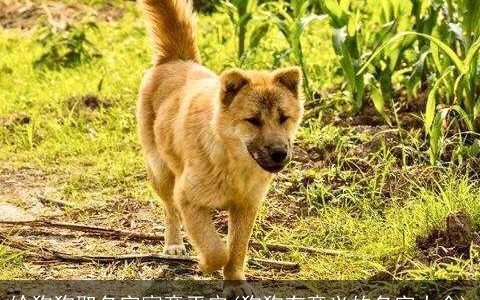 给狗狗取名字寓意平安(狗狗有意义的名字大全)