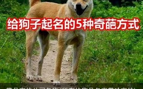 带品字的公司名称(所有的狗品名字带哈字的)