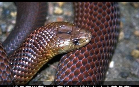 属蛇名字里带什么字好(毒蛇图片大全带名字)