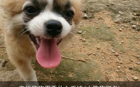 空运狗狗需要什么手续(小狗狗取名)