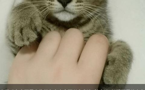 女猫咪名字可爱宠物起名字大全可以参考这2种方法 好听可爱的女名