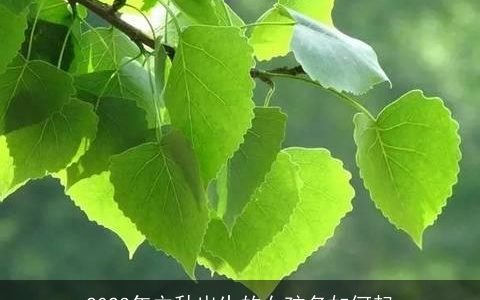 2023年立秋出生的女孩名如何起