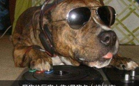 属狗的厉害人物(属狗名人排行榜)