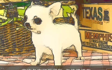 宠物名字可爱洋气 你值得拥有