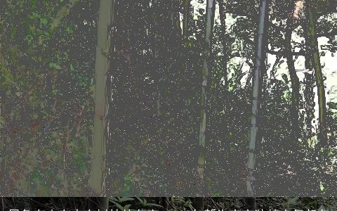 属兔有山有水有树林的名字 2023年新生宝宝独特大气起名