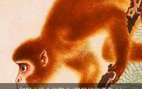 属猴人适合的职业(属猴的富豪名人)