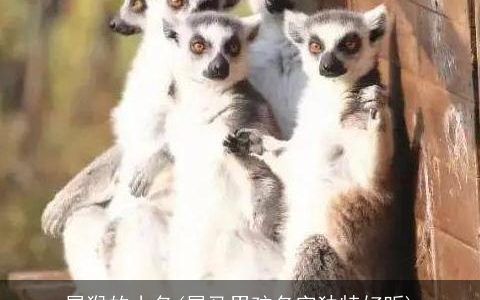 属猴的小名(属马男孩名字独特好听)