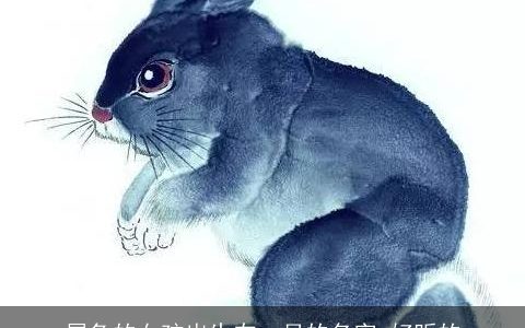 属兔的女孩出生在一月的名字 好听的