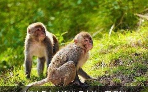 属蛇的名人(属猴的名人伟人有哪些)