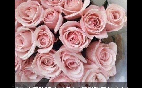 好听的带玫瑰的网名(qq信封玫瑰是什么)