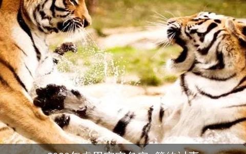 2023年虎男宝宝名字 简约讨喜