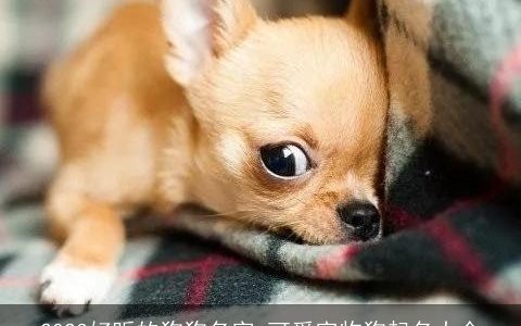 2024好听的狗狗名字 可爱宠物狗起名大全