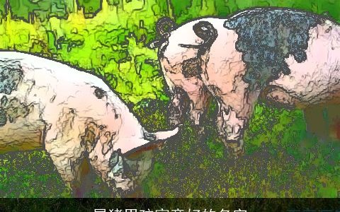 属猪男孩寓意好的名字