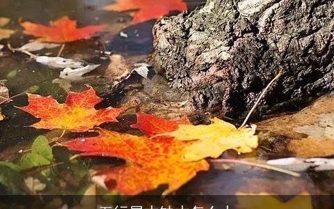 五行属木缺木怎么办