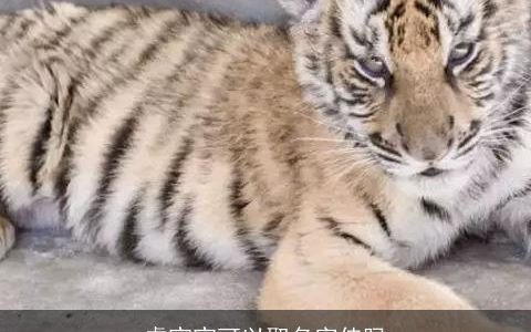 虎宝宝可以取名字佳吗