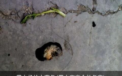 带虫子的中药名(带虫字旁个性名字)