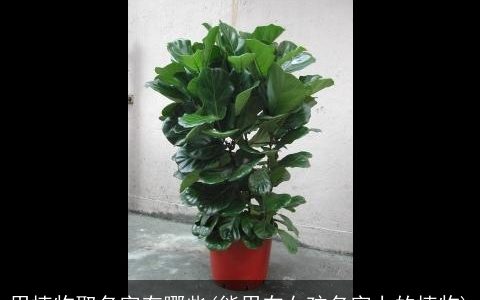 用植物取名字有哪些(能用在女孩名字上的植物)