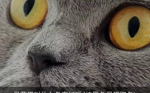 母蓝猫叫什么名字好听(纯黑色母猫取名)