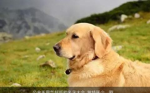 公金毛霸气好听的名字大全 独特稀少  取名网 霸气好听独特稀少的宝宝名字大全筛选