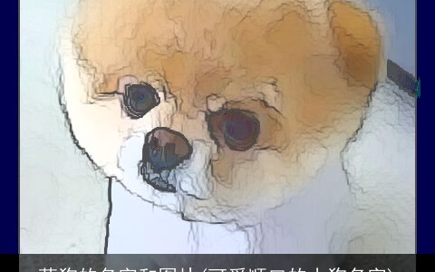 萌狗的名字和图片(可爱顺口的小狗名字)