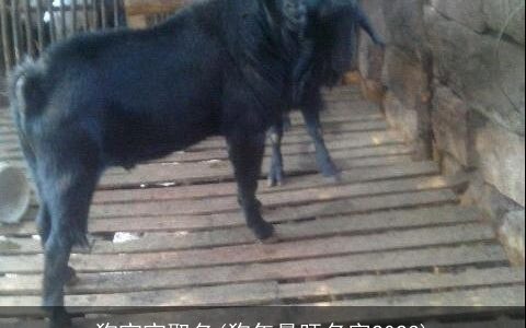 狗宝宝取名(狗年最旺名字2023)