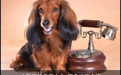 小狗狗的名字大全 取名技巧介绍