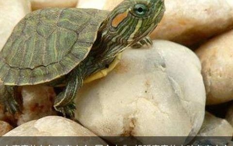 有寓意的乌龟名字大全 图个吉兆 好听寓意的小孩名字大全