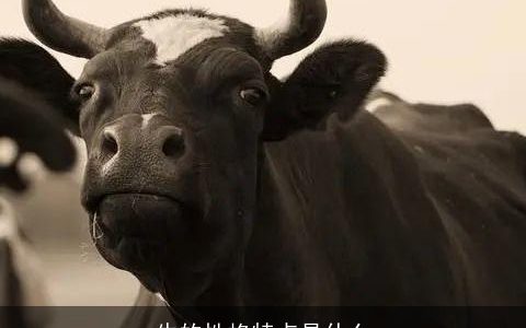 牛的性格特点是什么