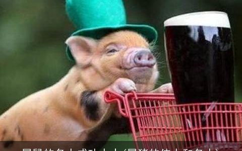 属鼠的名人成功人士(属猪的伟人和名人)