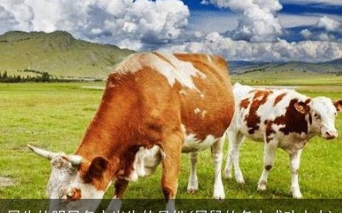 属牛的明星名人出生的月份(属鼠的名人成功人士)