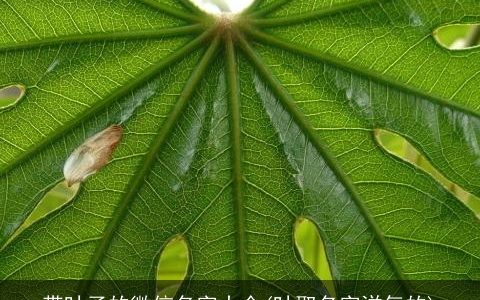 带叶子的微信名字大全(叶取名字洋气的)