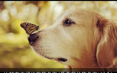 比较有内涵的狗狗名字(最奇葩的狗名字100个)