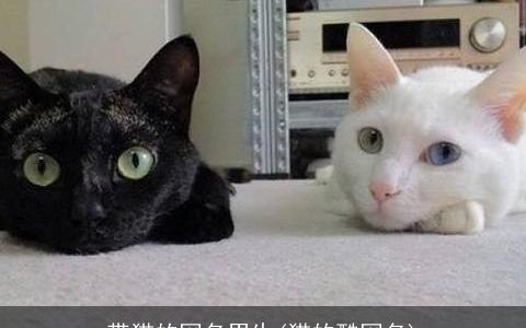带猫的网名男生(猫的酷网名)