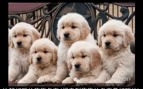 比较好听的狗狗名字(搜索到狗狗的名字最好听的)