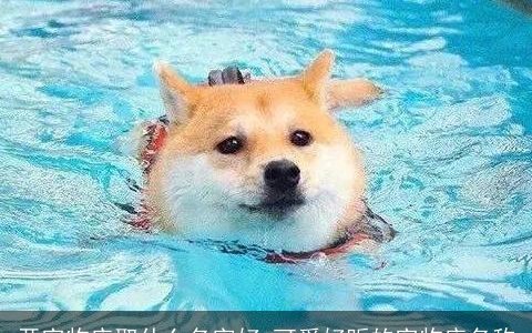 开宠物店取什么名字好 可爱好听的宠物店名称