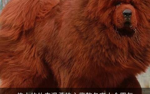 伟大的外表温柔的心藏獒名字大全霸气