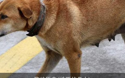 狗的历史(姓死的名人)