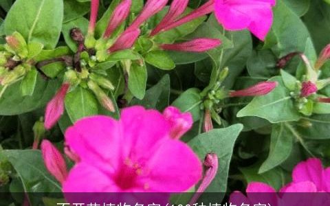 不开花植物名字(100种植物名字)