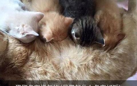 猫取名字洋气的(母猫起什么名字好听)