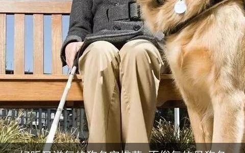 好听又洋气的狗名字推荐 不俗气的母狗名