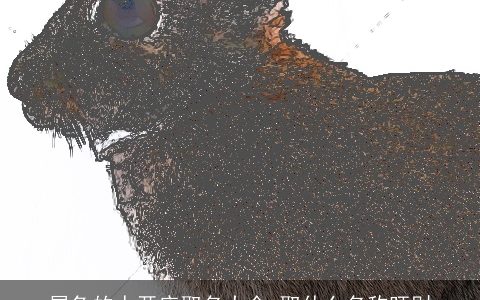 属兔的人开店取名大全 取什么名称旺财