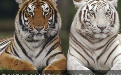 属虎的男孩取什么名字最吉利 100分的男孩名字推荐带解析