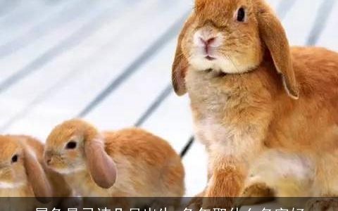 属兔最忌讳几月出生 兔年取什么名字好