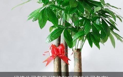 绿植公司名称(植物和动物的公司名字)