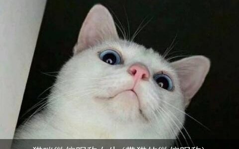 猫咪微信昵称女生(带猫的微信昵称)