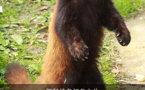 熊科姓名打多少分