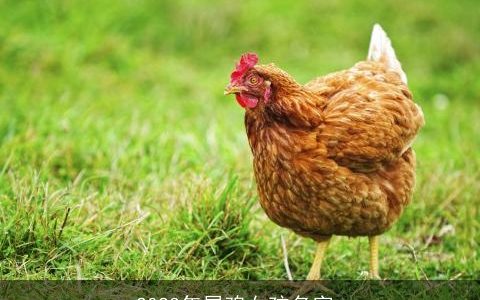 2023年属鸡女孩名字_