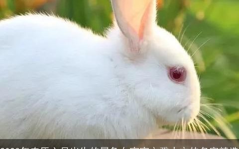 2023年农历六月出生的属兔女宝宝文雅大方的名字精选