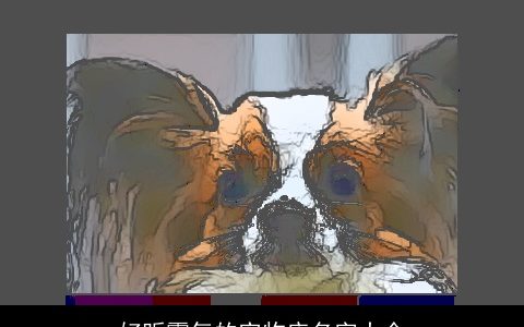 好听霸气的宠物店名字大全