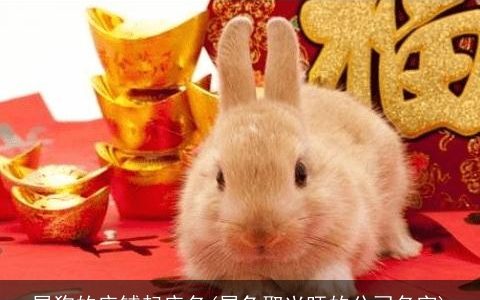 属狗的店铺起店名(属兔取兴旺的公司名字)
